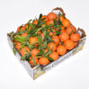 Clementine with leaves caliber 2/3 1st category