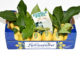 Lemon Primofiore Italy with leaf caliber 3 category 1 3Kg