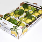 Limone primo fiore foglia calibro 3 categoria 1° 4,8Kg