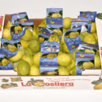 Limone primo fiore calibro 4 categoria 1° 14Kg